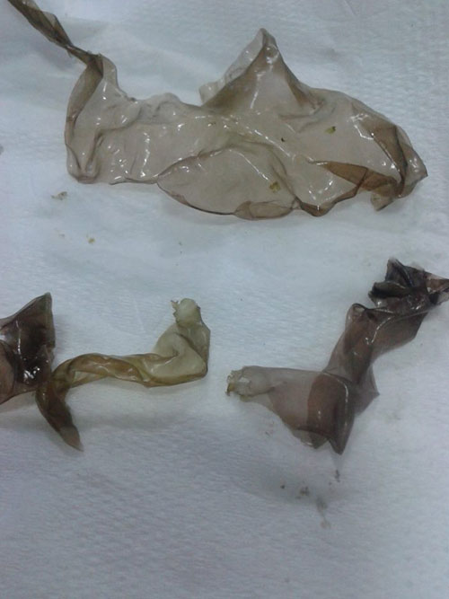 สาหร่ายปลอมระบาดหนัก ล่าสุดพบอีกที่ตลาดนัด มธ.รังสิต สาหร่ายปลอมระบาดหนัก ล่าสุดพบอีกที่ตลาดนัด มธ.รังสิต