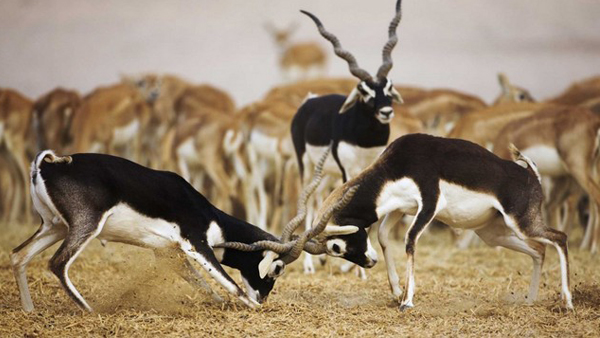 นี่คือโฉมหน้าของ 10 อันดับสัตว์ที่วิ่งเร็วที่สุดในโลก เร็วแค่ไหนไปดู นี่คือโฉมหน้าของ 10 อันดับสัตว์ที่วิ่งเร็วที่สุดในโลก เร็วแค่ไหนไปดู