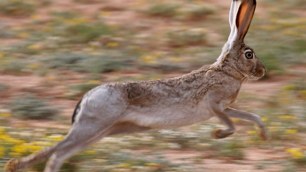 นี่คือโฉมหน้าของ 10 อันดับสัตว์ที่วิ่งเร็วที่สุดในโลก เร็วแค่ไหนไปดู นี่คือโฉมหน้าของ 10 อันดับสัตว์ที่วิ่งเร็วที่สุดในโลก เร็วแค่ไหนไปดู