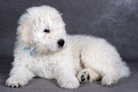 โคมอนดอร์ (Komondor)