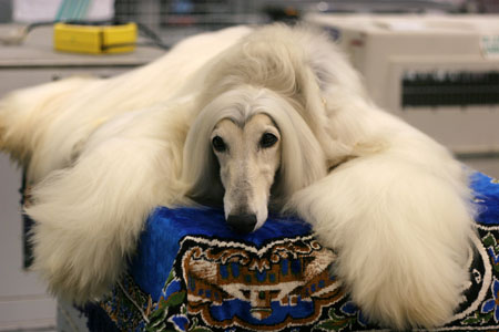 อัฟกัน ฮาวนด์ (Afghan Hound)
