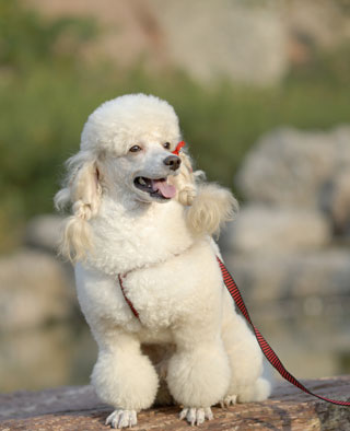 Standard Poodle