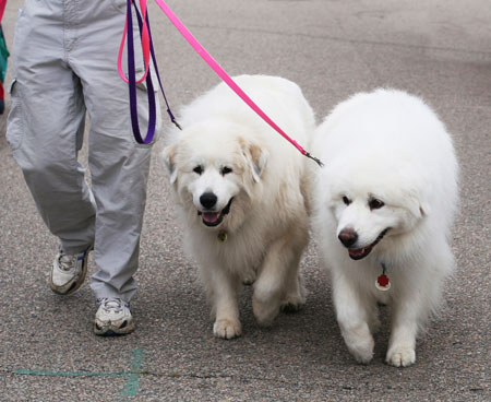 เกรท ไพรีนีส (Great Pyrenees)