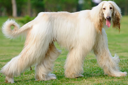 อัฟกัน ฮาวนด์ (Afghan Hound)