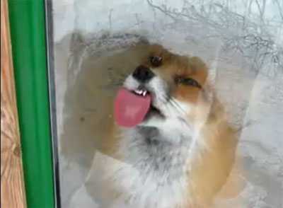 สุนัขจิ้งจอก