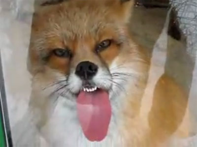 สุนัขจิ้งจอก