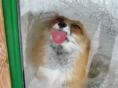 สุนัขจิ้งจอก