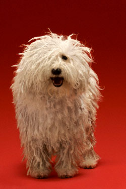โคมอนดอร์ (Komondor)