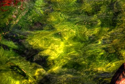 สาหร่ายพลังงาน