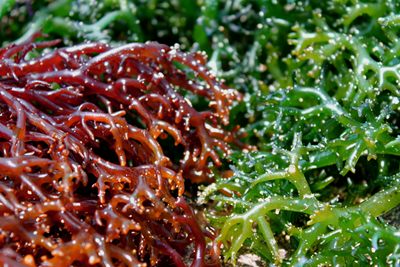 สาหร่ายพลังงาน