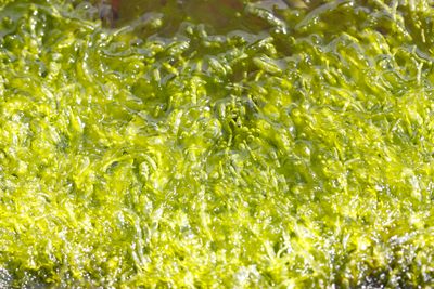 สาหร่ายพลังงาน