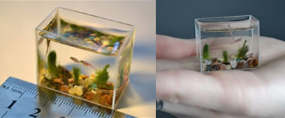 ตู้ปลาจิ๋ว ตู้ปลาจิ๋ว