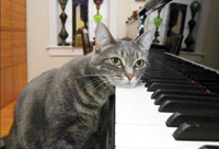 แมว