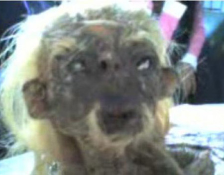 สัตว์ประหลาด