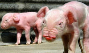 หมู