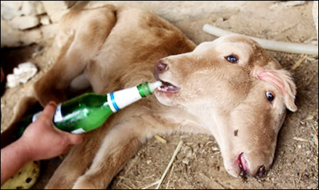 ลูกวัว 2 หัว 