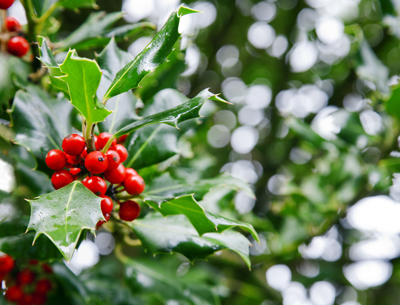 ต้นฮอลลี่ ในประวัติวันคริสต์มาส