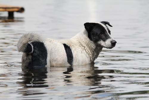 น้ำท่วมบางแค