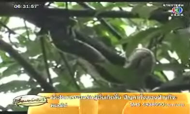 งูกินหมา