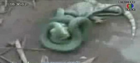 งูเขียวกินตับตุ๊กแก