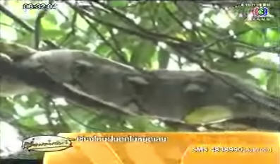 งูกินหมา