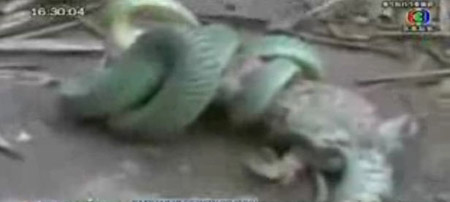 งูเขียวกินตับตุ๊กแก