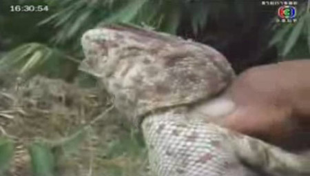 งูเขียวกินตับตุ๊กแก