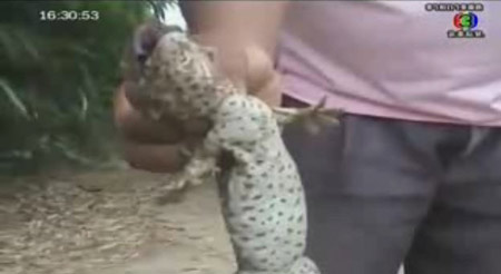 งูเขียวกินตับตุ๊กแก