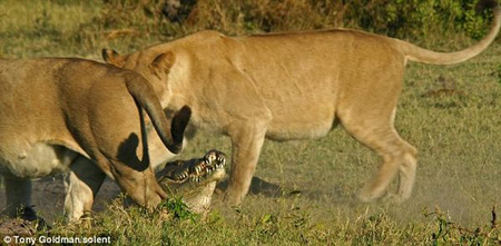 จระเข้ สิงโต