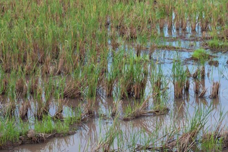 ข่าวน้ำท่วม สถานการณ์น้ำท่วม