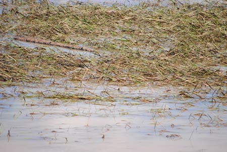 ข่าวน้ำท่วม ปักธงชัย น้ำท่วมโคราช