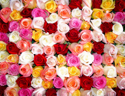 ดอกกุหลาบ