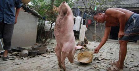 หมูพิการ