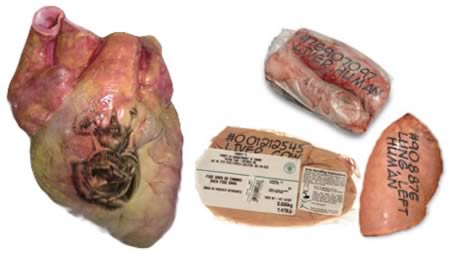 รอยสักบนอวัยวะในร่างกาย