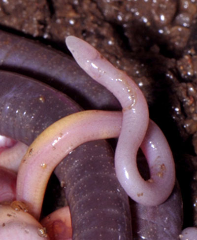  Chikilidae