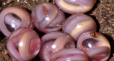 Chikilidae