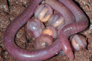 Chikilidae