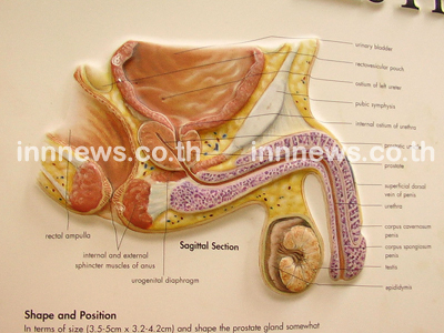 ภาพอวัยวะเพศชาย