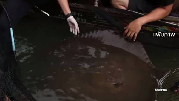 ปรับโรงงานราชบุรีเอทานอล 4 แสน ต้นเหตุปล่อยน้ำเสียทำกระเบนราหูตาย