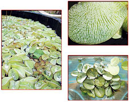 จอกหูหนูยักษ์