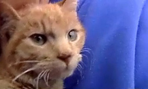 ทิโมธี แมวเก้าชีวิต