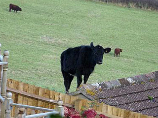 วัวประหลาด