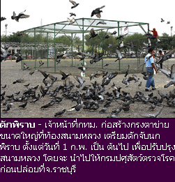 ปัญหานกพิราบ สนามหลวง 