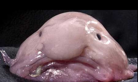 ปลาประหลาด