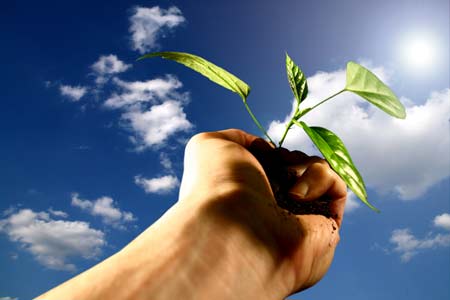 ปลูกต้นไม้