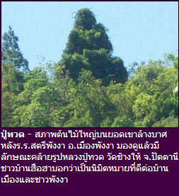 ต้นไม้ รูปปู่ทวด