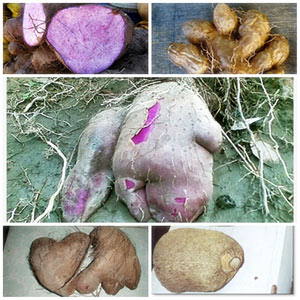 แยม หรือ มันพื้นบ้าน