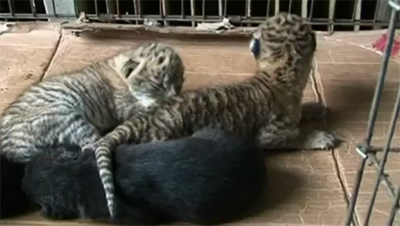แม่สุนัขให้นมลูกเสือในสวนสัตว์จีน
