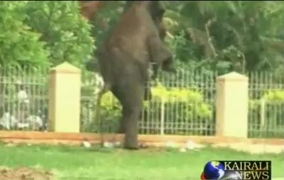 ช้างป่าอินเดียบุกเมือง กระทืบคนดับ