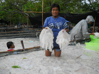 ฮือฮา! พบแมงกระพรุนนับล้านเต็มทะเลตรัง